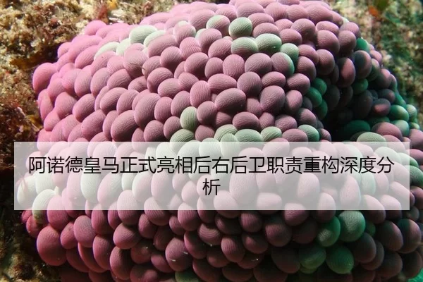 a-nuo-de-huang-ma-zheng-shi-liang-xiang-hou-you-hou-wei-zhi-ze-zhong-gou-shen-du-fen-xi-2-384.jpg